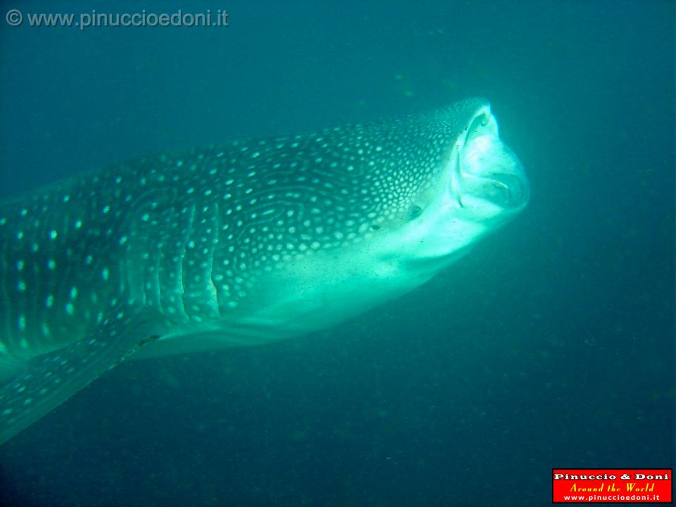 Djibouti - Whale Shark in Djibouti - 21.jpg